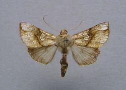 Polychrysia esmeralda.jpg