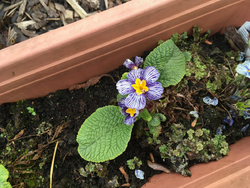 Primula Zebra Blue 3.png