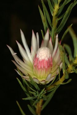 Protea mucronifolia 1DS-II 1-C5645.jpg