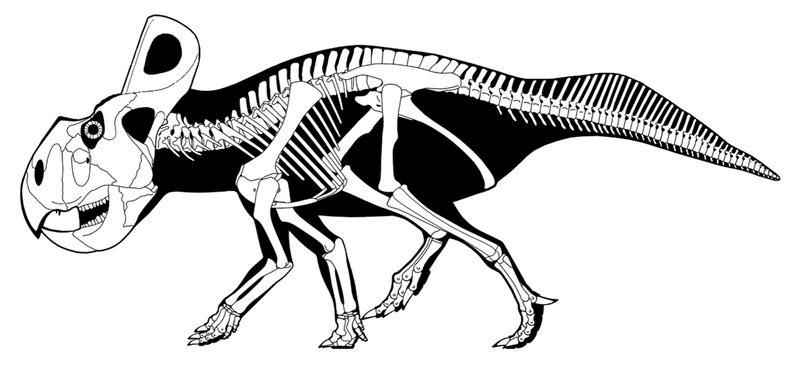 File:Protoceratops andrewsi skeletal.png