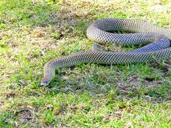 A thick-set brownish snake moving over a grass lawn