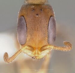 Pseudomyrmex elongatus casent0005874 head 1.jpg