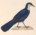 Ptilorrhoa caerulescens 1838.jpg