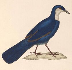 Ptilorrhoa caerulescens 1838.jpg