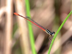 Red-tipped Shadefly 3A2621.jpg
