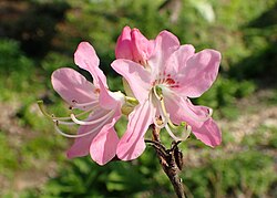 Rhododendron vaseyi kz01.jpg