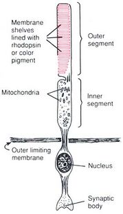 Anatomy of a Rod Cell[4]