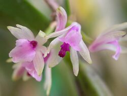 Scaphyglottis stellata.jpg