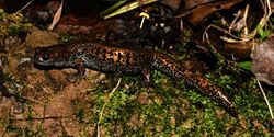 Siberian Salamander (Salamandrella keyserlingii), 10 miles southwest of Wuying, Heilongjiang, China (8 September 2016).jpg