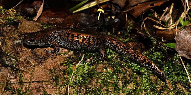 File:Siberian Salamander (Salamandrella keyserlingii), 10 miles southwest of Wuying, Heilongjiang, China (8 September 2016).jpg