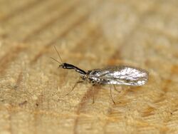 Snakefly - possibly Raphidia ophiopsis.jpg