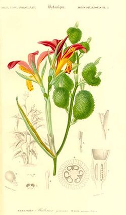 Speciosa 9189.jpg