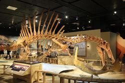 Spinosaurus Skeleton Cast at the National Geographic Museum.jpg