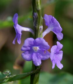 Stachytarpheta jamaicensis (Porterweed) in Talakona forest, AP W IMG 8374.jpg