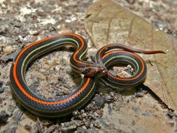 Striped Kukri Snake (Oligodon octolineatus) (6749987741).jpg