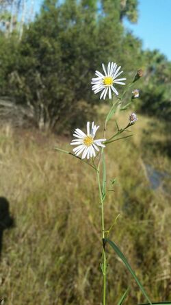 Symphyotrichum simmondsii 107676090.jpg