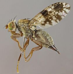 Tephritis leontodontis, Ynys, North Wales, July 2014 (17544757300).jpg