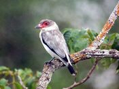 Tityra semifasciata -Brazil-8.jpg