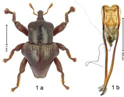 Trigonopterus abnormis (10.3897-zookeys.828.32200) Figure 1.jpg