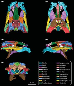 Trilophosuchus skull colour coded.jpg