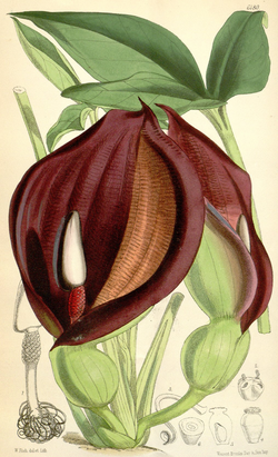 Typhonium brownii CBM.png