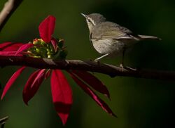 Tytler's Leaf Warbler.jpg