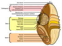 Detailed illustration of the different parts constituting a wheat kernel.