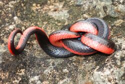 Western Worm Snake (Carphophis vermis) (8728125184).jpg