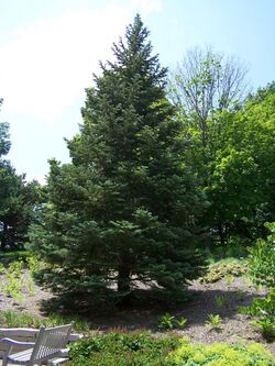 White fir MN 2007.JPG