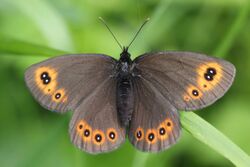 Woodland Ringlet (14598413335).jpg