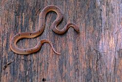 Wucherer's ground snake (Xenopholis scalaris).jpg