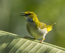 Yellow-browed Cameroptera near Kakum NP - Ghana 14 S4E2582 (16012281840).jpg