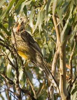 Yellow Wattlebird 2.jpg