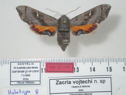 Zacria vojtechi Holotype female upperside (Australia, Lake Berlee) (ANIC).jpg