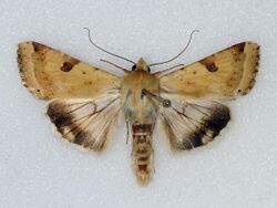 (2403) Bordered Straw (Heliothis peltigera) (22806516069).jpg