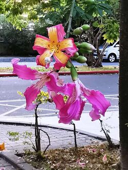 美人樹 Ceiba speciosa 20201105081642 01.jpg