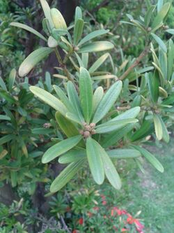 蘭嶼羅漢松(Podocarpus costalis)-1.jpg