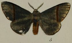 05-Epanaphe moloneyi (Druce, 1887).JPG