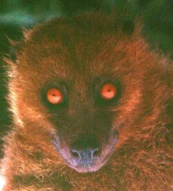 A headshot of a bat with orangish-brown fur looking directly at the camera. Its eyes are piercingly orange.