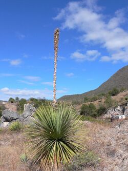 44. Dasylirion serratifolium Mitla MEX GK.jpg