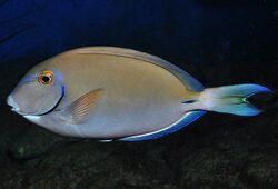 Acanthurus bahianus SI2.jpg