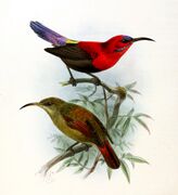 illustration of two sunbirds; the one on top with brownish body, bright red head, throat, and upper back, and purple forehead and tail, and the one on bottom with greenish-brown body washed reddish towards the tail