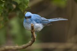 African Blue Flycatcher - Kibale - Uganda 06 4453 (19438571632).jpg