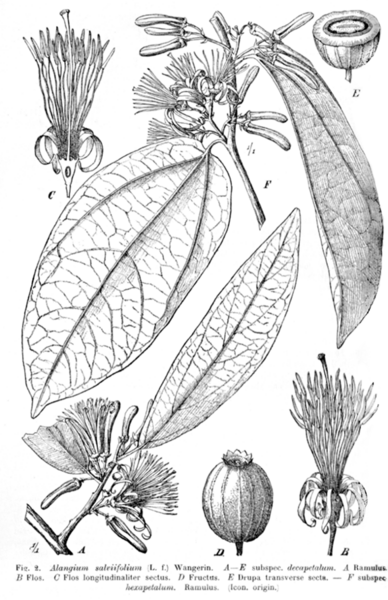 File:Alangium salviifolium Engler.png