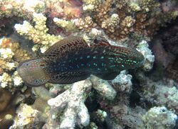 Amblygobius semicinctus.jpg