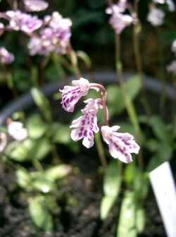 Amitostigma lepidum1.jpg