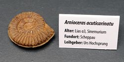 Arnioceras acuticarinatu - Naturhistorisches Museum, Braunschweig, Germany - DSC05129.JPG