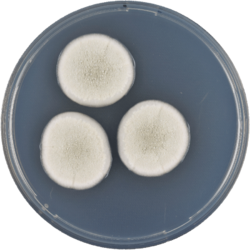 Aspergillus carlsbadensis cya.png