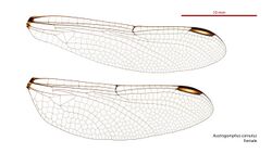 Austrogomphus cornutus female wings (34927848911).jpg