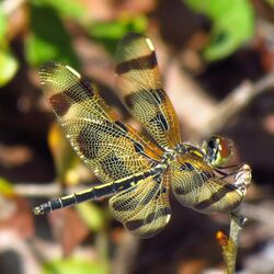 Banded Pennant.jpg